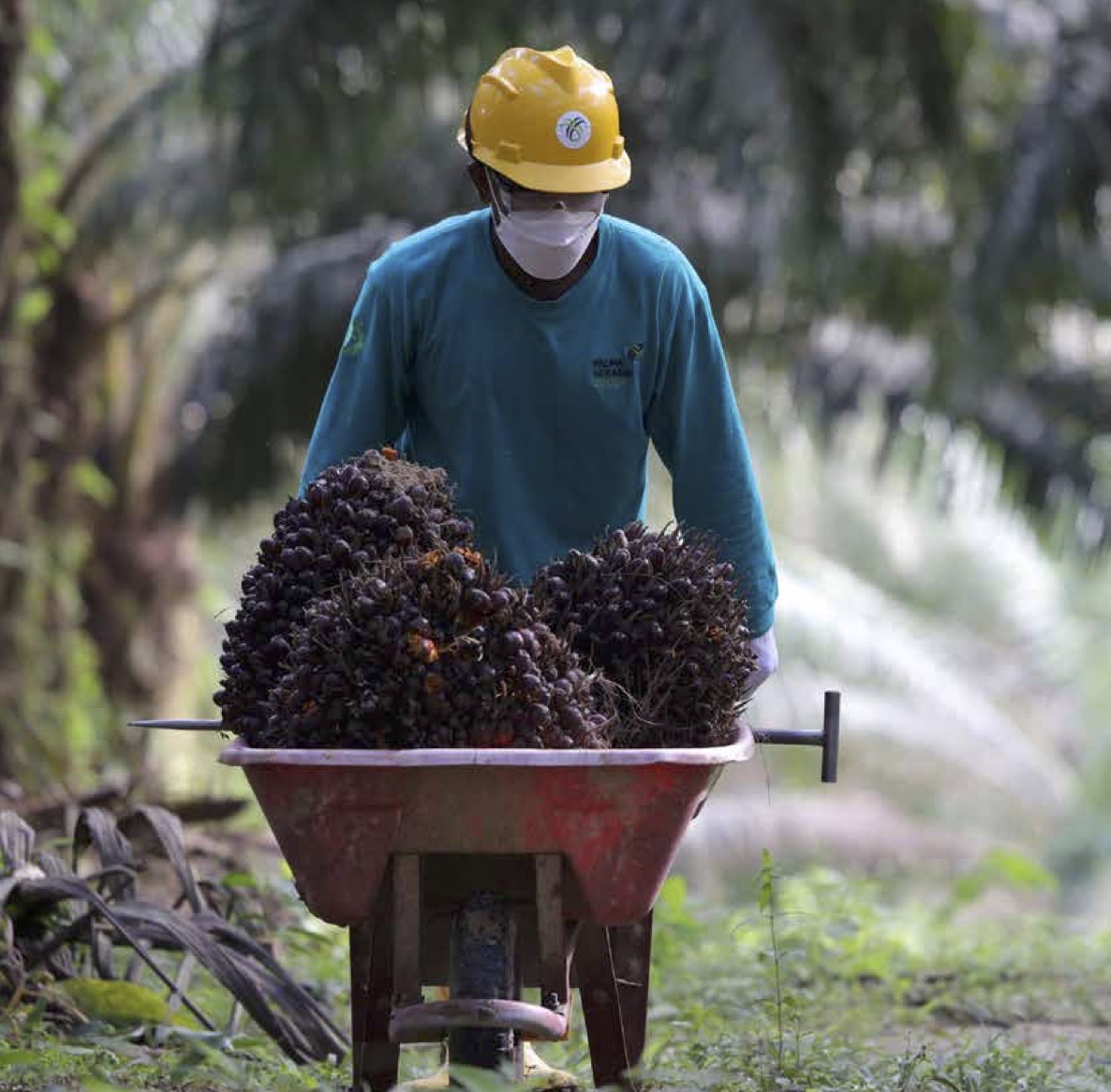 Tambah Porsi, Jalinankasih Jala 286,55 Juta Saham PSGO Rp165 per Helai