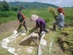 Kabar Baik! Produksi Beras Indonesia Melonjak Sampai 52 Persen