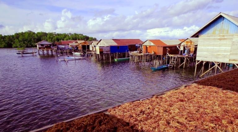 Manfaatkan Potensi Lokal, Bontang Buka Peluang Investasi Rumput Laut