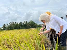 Menko Pangan, Bulog Harus Segera Serap 2 Juta Ton Beras Petani