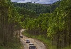 Kemenhut Cabut 18 Izin Pemanfaatan Hutan, Totalnya 526.144 Hektare