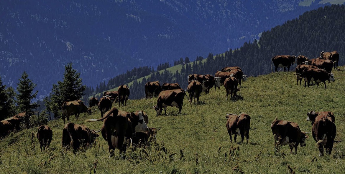 Puluhan sapi tengah merumput di hamparan padang nan luas. FOTO - ISTIMEWA Melejit 973 Persen, Kuartal I-2025 BEEF Catat Penjualan Rp2,36 Triliu