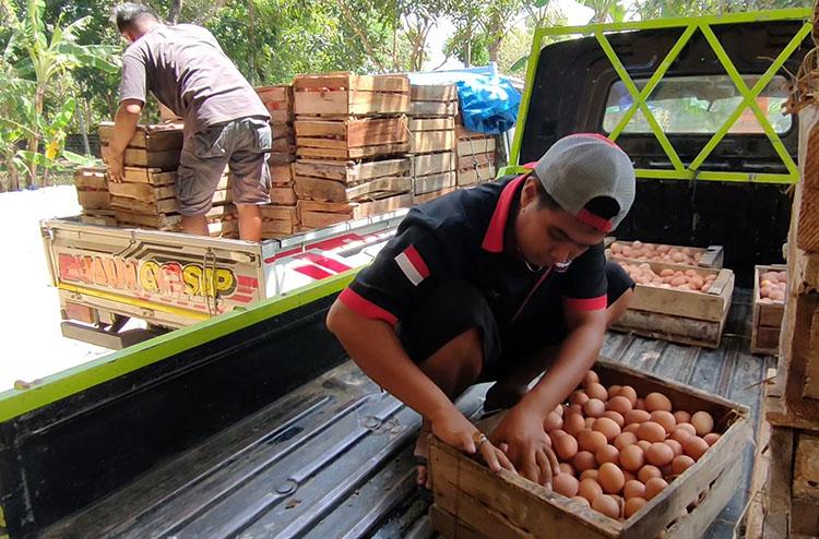 Badan Pangan memuji Kementerian Pertanian atas capaian swasembada perunggasan yang produksinya relatif melebihi kebutuhan, baik telur maupun daging ayam Komoditas Perunggasan Surplus, Badan Pangan Puji Kerja Keras Kementan