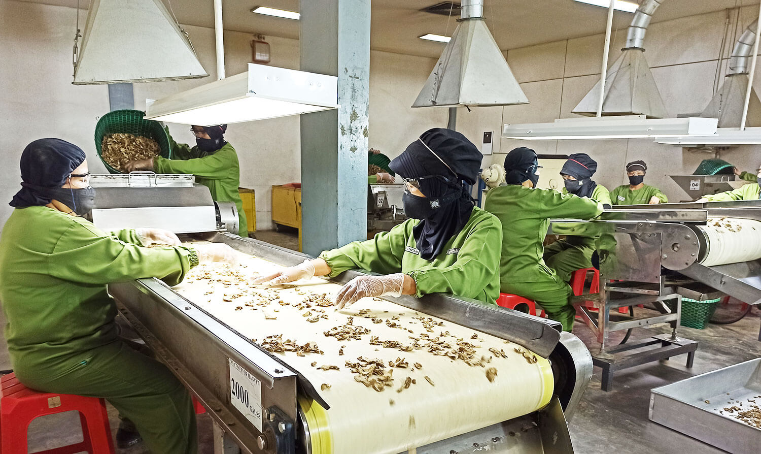 Sejumlah pekerja tengah memilah bahan dasar bat herbal di ruang produksi Sido Muncul. FOTO - ISTIMEWA Melorot 40 Persen, Laba SIDO Kuartal I-2025 Sisa Rp232,94 Miliar