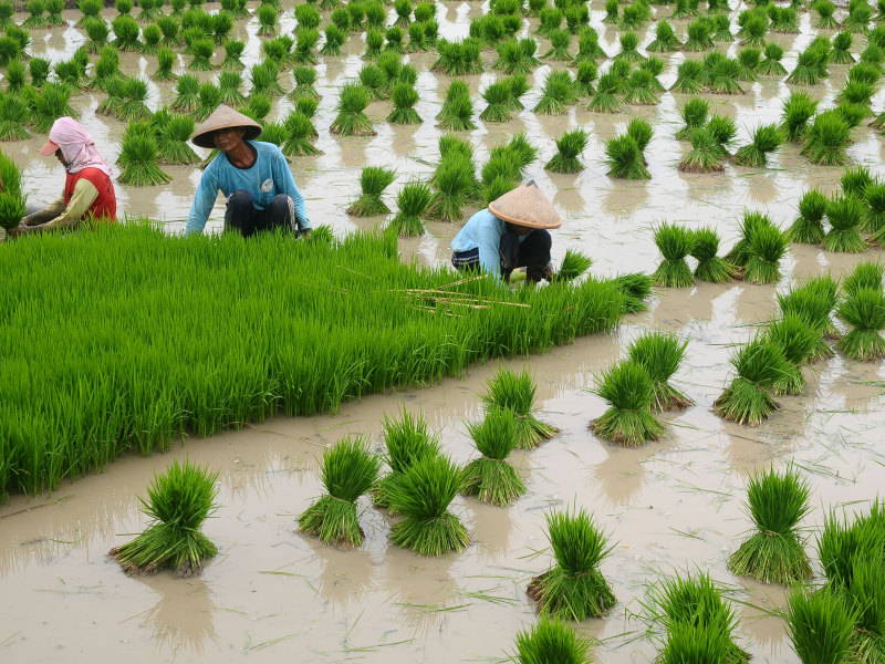 Pemerintah berkomitmen untuk menjaga keberlanjutan produksi nasional melalui strategi penanaman padi minimal 1 juta hektar per bulan Jaga Cadangan Beras, Pemerintah Targetkan Tanam 1 Juta Ha per Bulan