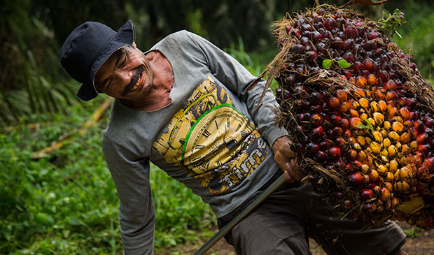 Seorang petani tengah menggotong tandan buah segar kelapa sawit di area perkebunan perseroan. FOTO - ISTIMEWA Catat! Ini Jadwal Dividen STA Resources (STAA) Rp599,68 Miliar