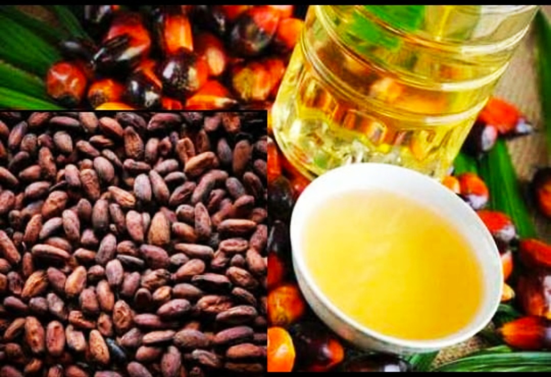 Harga Referensi komoditas minyak kelapa sawit (crude palm oil/CPO) untuk penetapan Bea Keluar (BK) periode April 2025 adalah sebesar USD 961,54/MT. Harga Referensi CPO Menguat, Biji Kakao Melemah
