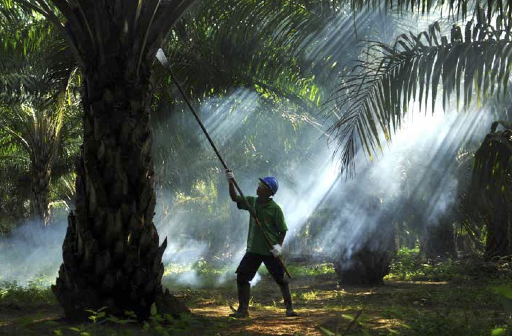 Petani sawit tengah melakukan pemeliharaan terhadap pohon sawit. FOTO - ISTIMEWA Surplus 187 Persen, SGRO Kuartal I-2025 Meraih Laba Rp287,54 Miliar