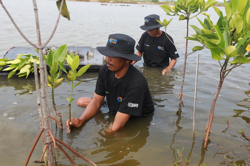 Sebagai bagian dari komitmennya terhadap keberlanjutan, PT Bank Rakyat Indonesia (Persero) Tbk secara konsisten mendorong penerapan nilai-nilai lingkungan, sosial dan tata kelola yang baik (Environmental, Social, and Governance/ESG). BRI Pertegas Komitmen Hijau Lewat Program BRI Menanam