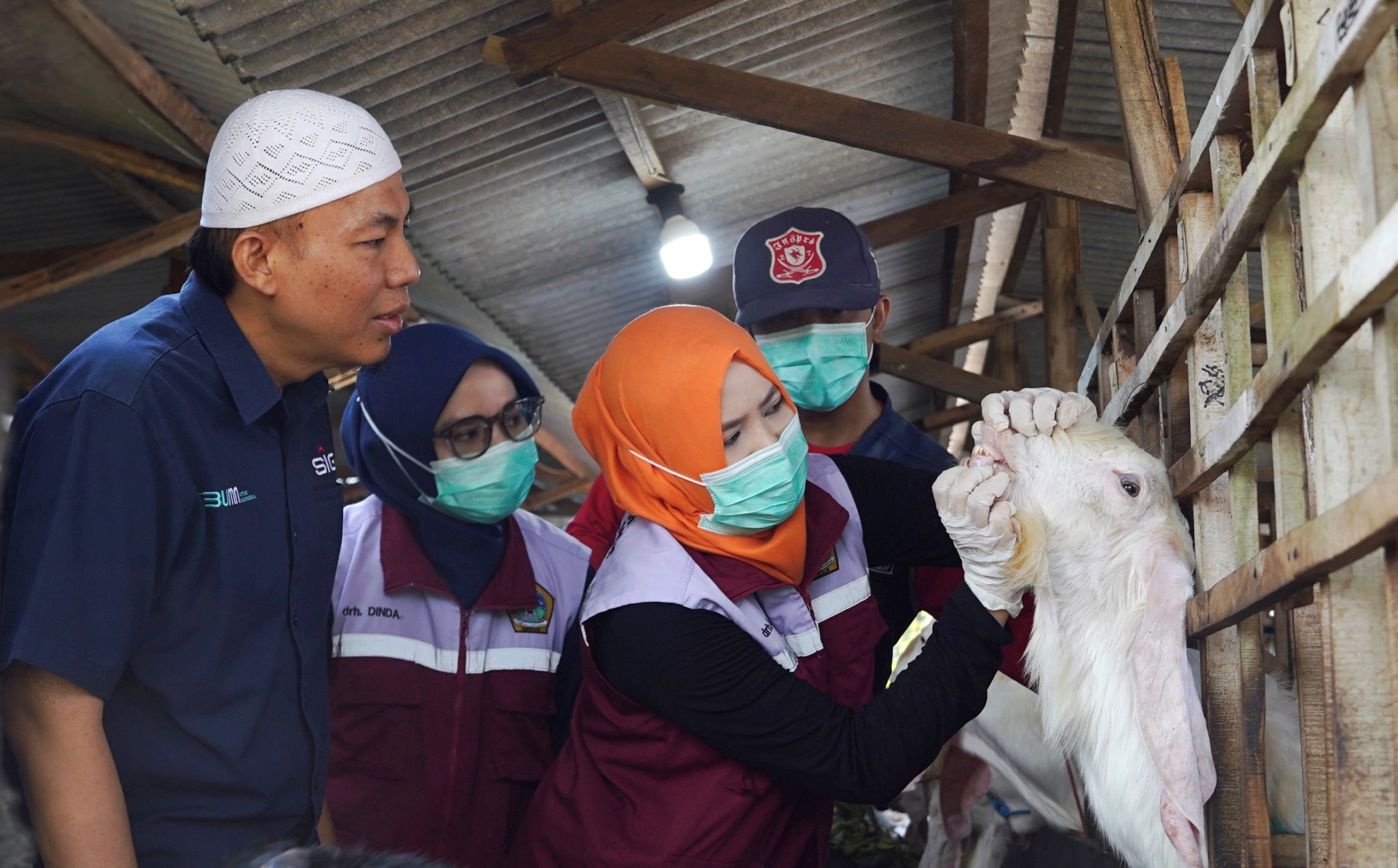 SIDIK - Tim bidang peternakan dari Dinas Pertanian Gresik memeriksa fisik hewan kurban dari SIG di Desa Klangonan, Kecamatan Kebomas, Kabupaten Gresik, Jawa Timur. FOTO - ISTIMEWA Iduladha 1446 H, SIG (SMGR) Tebar 21 Ton Daging Hewan Kurban
