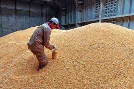 Surplus jagung memperkuat rencana dibangunnya pengelolaan pakan ternak di Lamongan, Jawa Timur Industri Pakan Ternak Terbesar Segera Dibangun di Lamongan