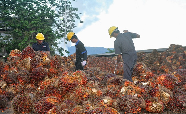 PILAH - Sejumlah pekerja memeriksa tandan buah segar kelapa sawit. FOTO - ISTIMEWA Cair 22 Juli, Grup Salim (SIMP) Guyur Dividen Rp20 per Lembar