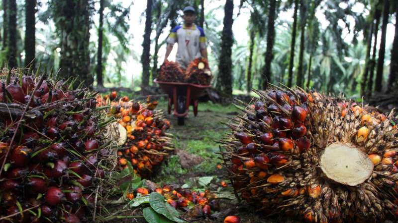 Tampak petani mengangkut tanda buah segar kelapa sawit yang baru dipotong. FOTO - ISTIMEWA Gelontor Dividen Rp65 per Helai, Lonsum (LSIP) Genjot Ini