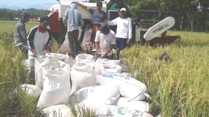 FAO Prediksi Produksi Beras Indonesia Capai 35,6 juta ton: Rekor Baru!