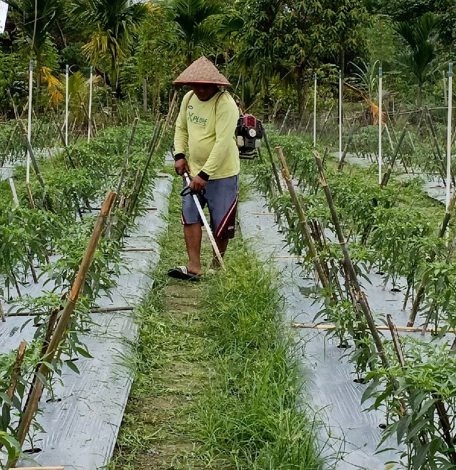 PT Bank Rakyat Indonesia (Persero) Tbk terus memperkuat kontribusinya dalam meningkatkan ketahanan pangan dan memperbaiki kualitas sumber daya manusia Indonesia. Salah satu wujud nyata komitmen tersebut adalah dukungan terhadap Koperasi Produsen Jaring Mas Sejahtera yang aktif menyuplai bahan pangan untuk program Makan Bergizi Gratis (MBG) di wilayah Riau. Dukung Ketahanan Pangan, BRI Salurkan Pembiayaan Koperasi MBG