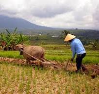 Ilustrasi petani sedang membajak sawah. Dok. Serikat Petani Indonesia. Ada Penipuan Pasokan Beras, Mentan Ungkap Potensi Kerugian Rp99T