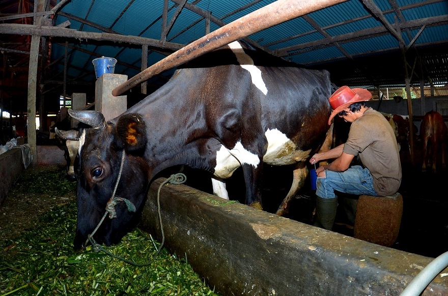 Dapat Dukungan BRI, Produksi Susu Ponorogo Melejit!