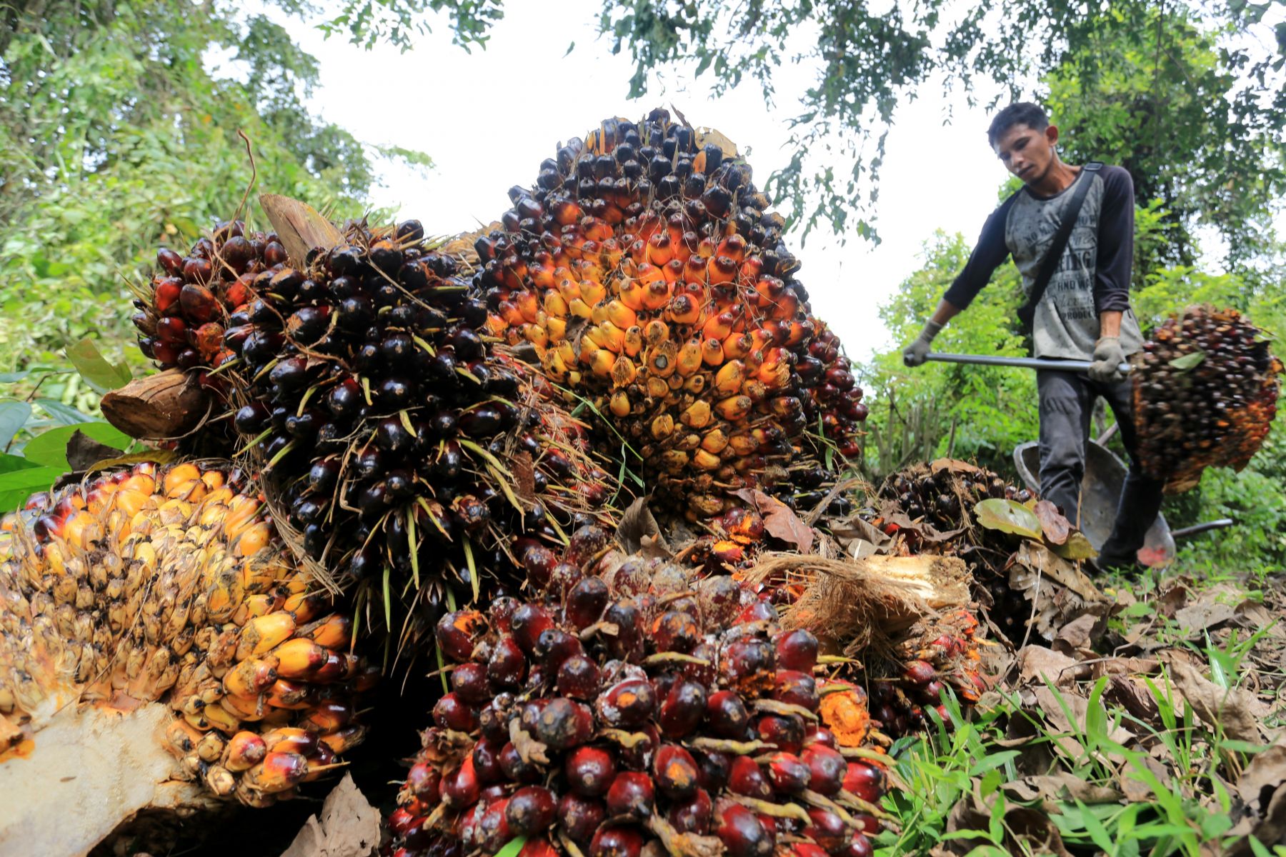 Pekerja di perkebuman milik TAPG. Volatilitas Harga Saham Emiten Sawit TP Rachmat Dipertanyakan BEI
