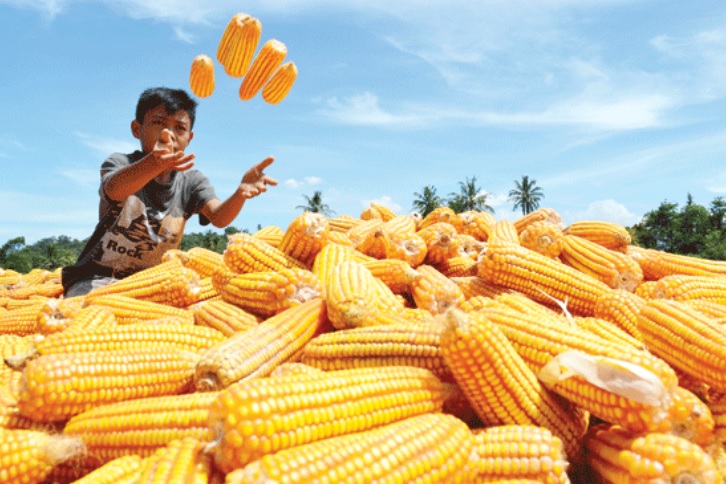 Mentan Andi Amran Sulaiman menegaskan bahwa produksi jagung nasional dalam kondisi surplus dan sangat mencukupi untuk memenuhi kebutuhan dalam negeri Di Tengah Iklim Tak Menentu, Produksi Jagung Masih Meningkat
