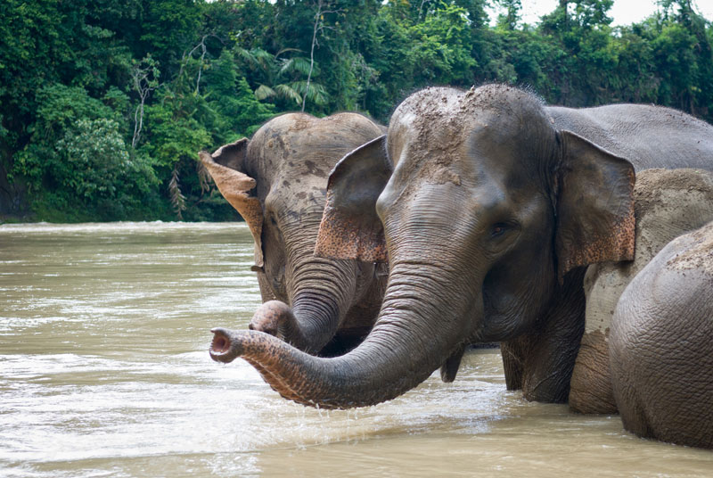 Ilustrasi gajah sumatera. Dok. Jurnal Bumi. Prabowo Serahkan 90 Ribu Hektare Lahan di Aceh, Untuk Gajah Sumatera