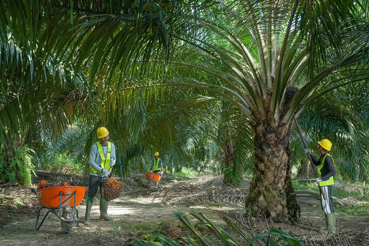 Para pekerja melakukan panen di perkebunan sawit milik PT Sawit Sumbermas Sarana Tbk (SSMS). Dok/Istimewa Proaktif pada Operasional, Investasi SSMS Fokus Pertumbuhan Strategis