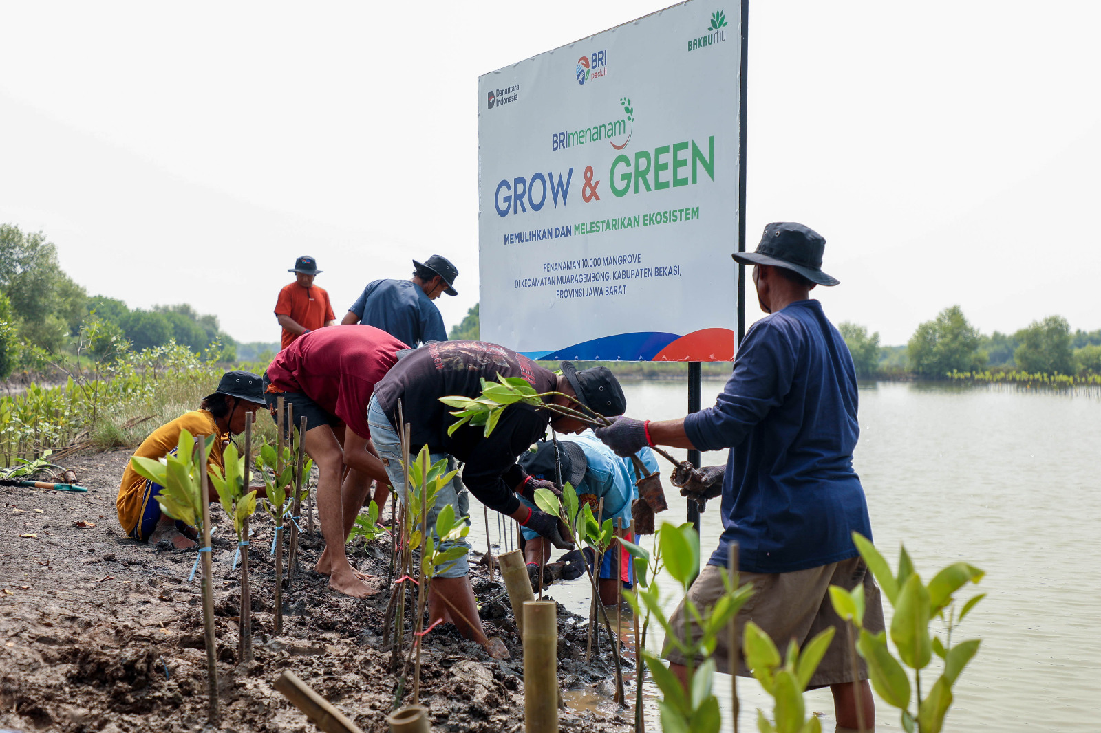 Dalam rangka memperingati Hari Mangrove Sedunia 2025, BRI Peduli selaku payung dari Program Tanggung jawab Sosial dan Lingkungan (TJSL) BRI kembali menegaskan komitmennya terhadap keberlanjutan lingkungan melalui BRI Menanam- Grow & Green berupa kegiatan penanaman 10.000 pohon Mangrove di kawasan pesisir Muara Gembong, Kab.Bekasi, Jawa Barat. BRI Tegaskan Aksi Nyata Selamatkan Mangrove Nusantara