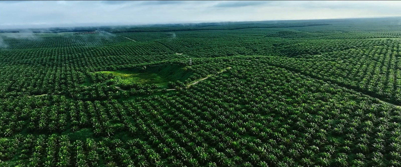 Perkebunan kelapa sawit besutan Astra Agro Lestari. FOTO - ISTIMEWA Surplus 40 Persen, AALI Semester I-2025 Tabulasi Laba Rp702 Miliar