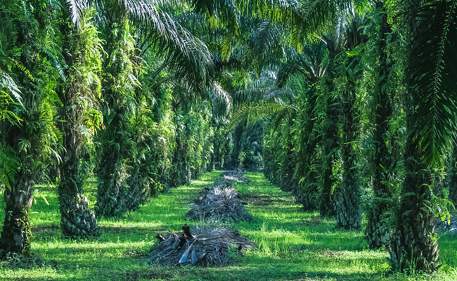 Perkebunan kelapa sawit besutan Gozco Plantations. FOTO - ISTIMEWA Laba Meroket 222 Persen, GZCO Medio 2025 Defisit Rp1,09 Triliun