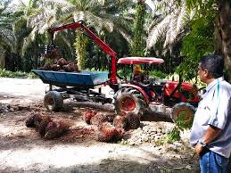 Aktivitas di perkebunan kelapa sawit milik PT Sawit Sumbermas Sarana Tbk. (SSMS). Dok. EmitenNews. IEU-CEPA Disepakati, Prospek Sawit Indonesia Cerah di Pasar Eropa