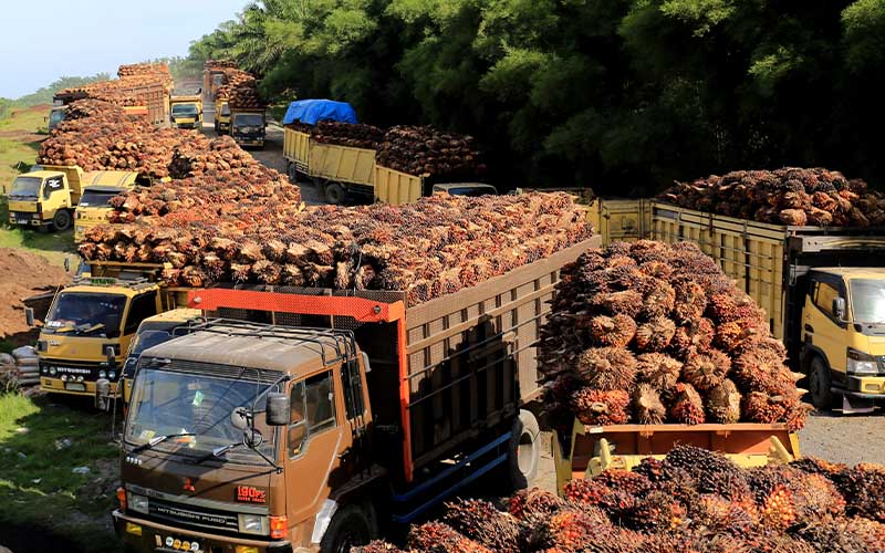 Gozco Plantations (GZCO) Umumkan Buyback Saham
