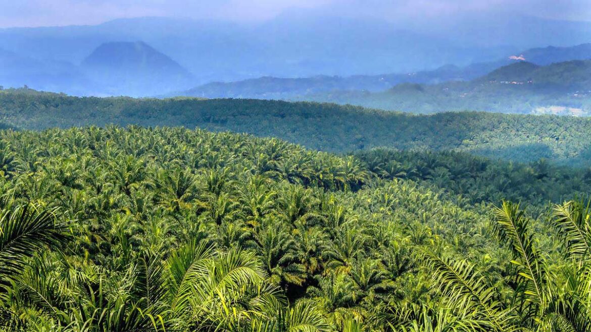 Perkebunan kelapa sawit besutan Triputra Agro. FOTO - ISTIMEWA Emiten TP Rachmat (TAPG) Raup Dividen Jumbo
