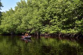 Indonesia memiliki hutan mangrove seluas 3,4 juta hektare dengan habitatnya seluas 700 ribu hektare. Dengan hutan mangrove cukup besar itu, Indonesia berperan penting untuk mengurangi karbon global secara maksimal. Dok. Kementerian Pariwisata. Tekan Emisi Karbon Global, Menteri LH Ungkap Keunggulan Indonesia