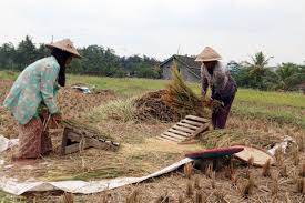 Ilustrasi panen padi di sawah. Dok. Kementan. Lampaui Target, Mentan Optimistis Produksi Beras Tembus 33 Juta Ton