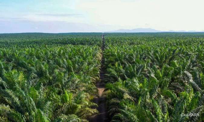 Perkebunan kelapa sawit besutan Jhonlin Agro besutan Haji Isam. FOTO - ISTIMEWA Tangkal Gejolak Harga CPO, PGUN Mainkan Strategi BerikutĀ