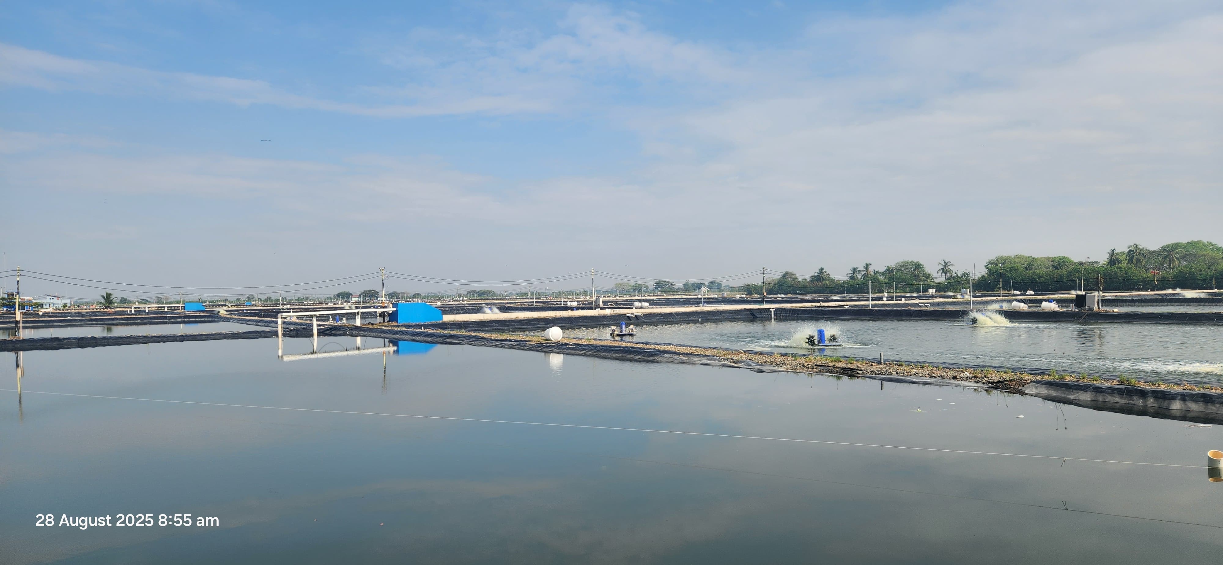 Proyek Tambak Budidaya Ikan Nila. FOTO - ISTIMEWA Waskita Karya (WSKT) Ungkap Kontrak Baru, Intip Rinciannya