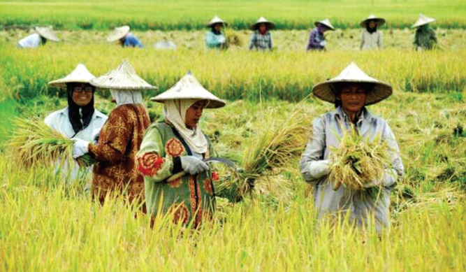 Pada kuartal II-2025, sektor pertanian pada Februari 2025 menyerap sekitar 28,53% dari total tenaga kerja nasional atau setara 41,60 juta orang. Sektor Pertanian Serap 28,53 Persen Tenaga Kerja di Kuartal II