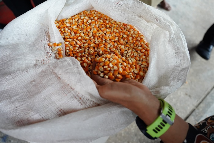 Resmi Dimulai, Program SPHP Jagung Sasar 2.109 Peternak