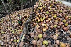 Ilustrasi produksi tanaman kelapa di Sulawesi Barat. Dok. Katinting. Undang Investor, Sulbar Terbuka Untuk Wujudkan Hilirisasi Kelapa
