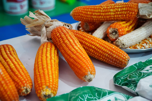 Harga Jagung Mulai Teredam, Semoga Harga Telur dan Ayam Segera Turun