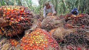 Panenan tandan buah sawit, salah satu komoditas andalan devisa Indonesia. Dok. Gapki. Harga Komoditas Global Menurun, APBN Defisit Sampai Rp371 Triliun
