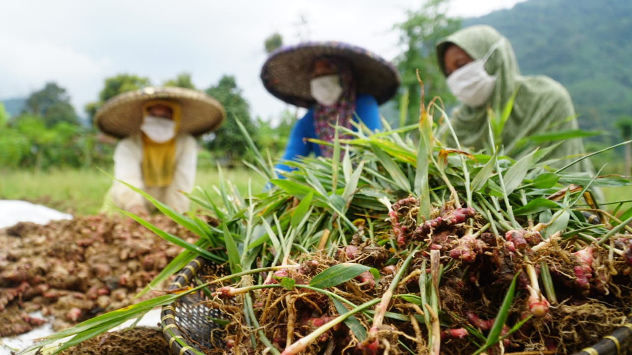 Petani Jahe Merah Binaan YDBA - Bintang Toedjoe di Lebak Banten Panen Perdana