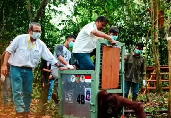 Virtual Tour RSPO, Lihatlah Komitmen Keberlanjutan Industri Sawit Sumbermas Sarana (SSMS)