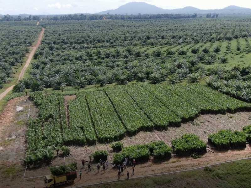 Kelola 19.091 Ha Perkebunan, Sawit Mandiri Lestari Kedepankan Prinsip Keberlanjutan Bisnis