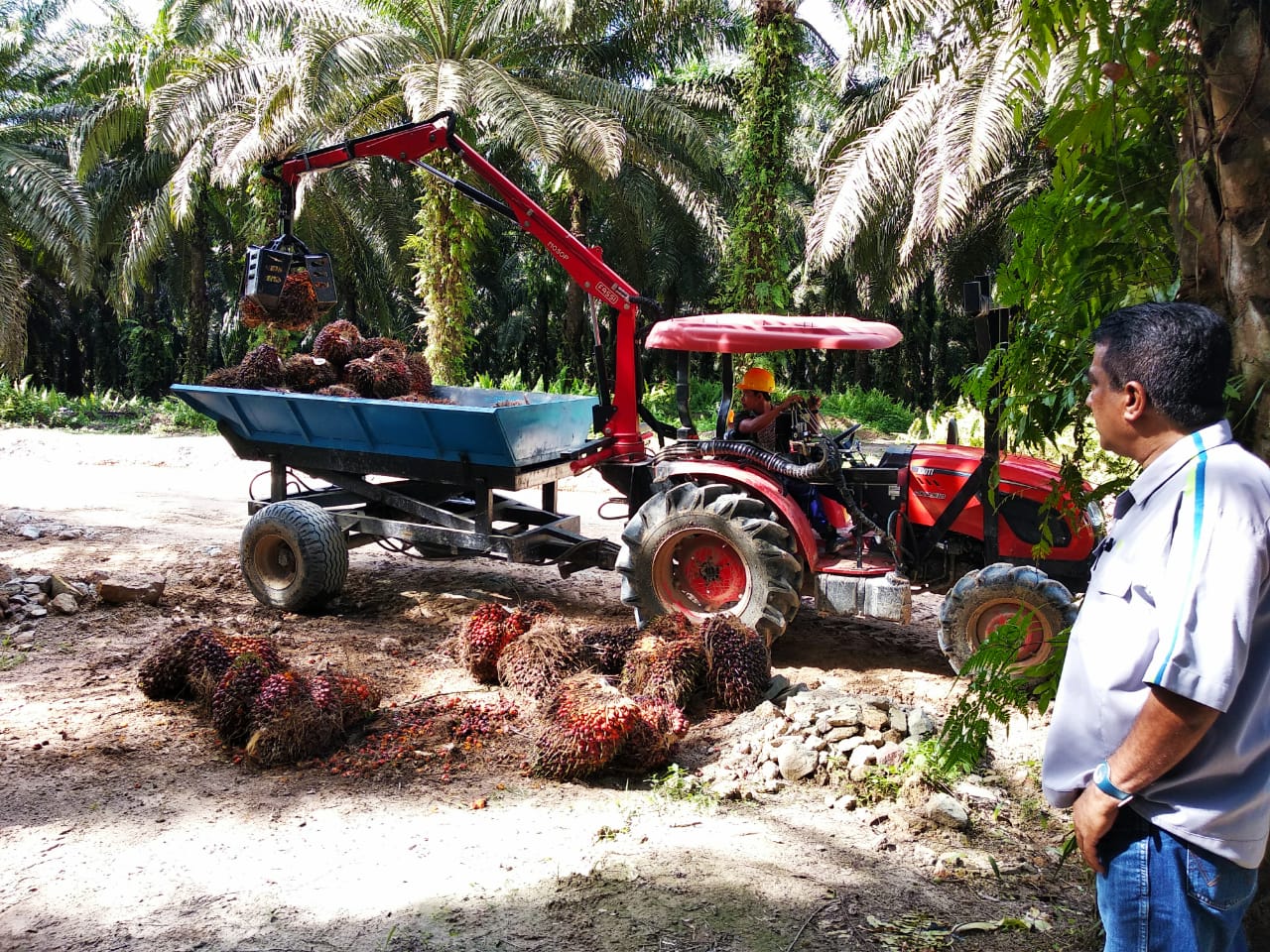 SSMS Memacu Distribusi Minyak Goreng Murah dan IPO Anak Usaha