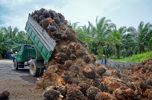 Walhi Ingatkan Pemerintah Masalah Produksi Minyak Makan Merah, Ini Catatannya