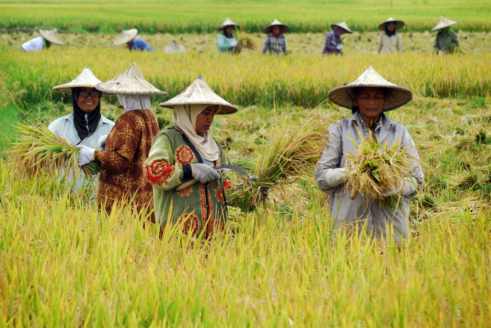 Hari Pangan Sedunia, Presiden Ingatkan Soal Ancaman Global