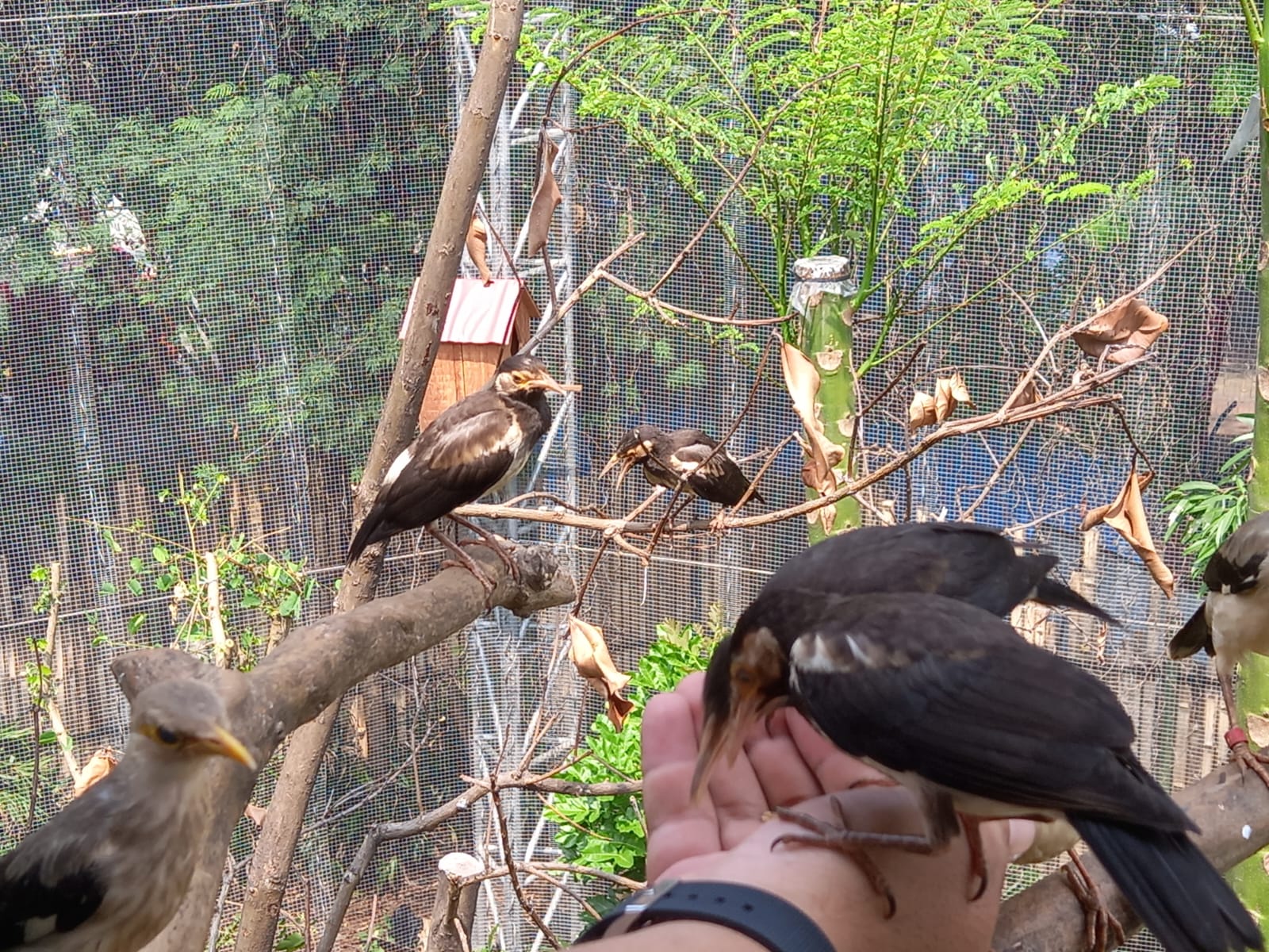 Investasi Rp50 Miliar, Ancol (PJAA) Resmi Buka Wahana Baru Jakarta Bird Land Untuk Umum