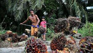 Tingkatkan Kesejahteraan, Apkasindo Siap Bantu Petani Dapatkan Dana Hibah BPDPKS