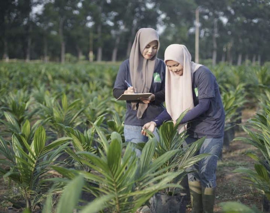 Meroket 93 Persen, Laba LSIP 2024 Tembus Rp1,47 Triliun