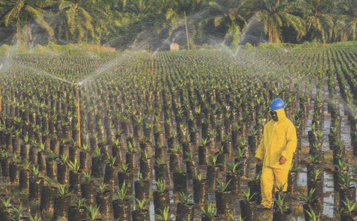 Tampak petani mengangkut tanda buah segar kelapa sawit yang baru dipotong. FOTO - ISTIMEWA Gelontor Dividen Rp65 per Helai, Lonsum (LSIP) Genjot Ini